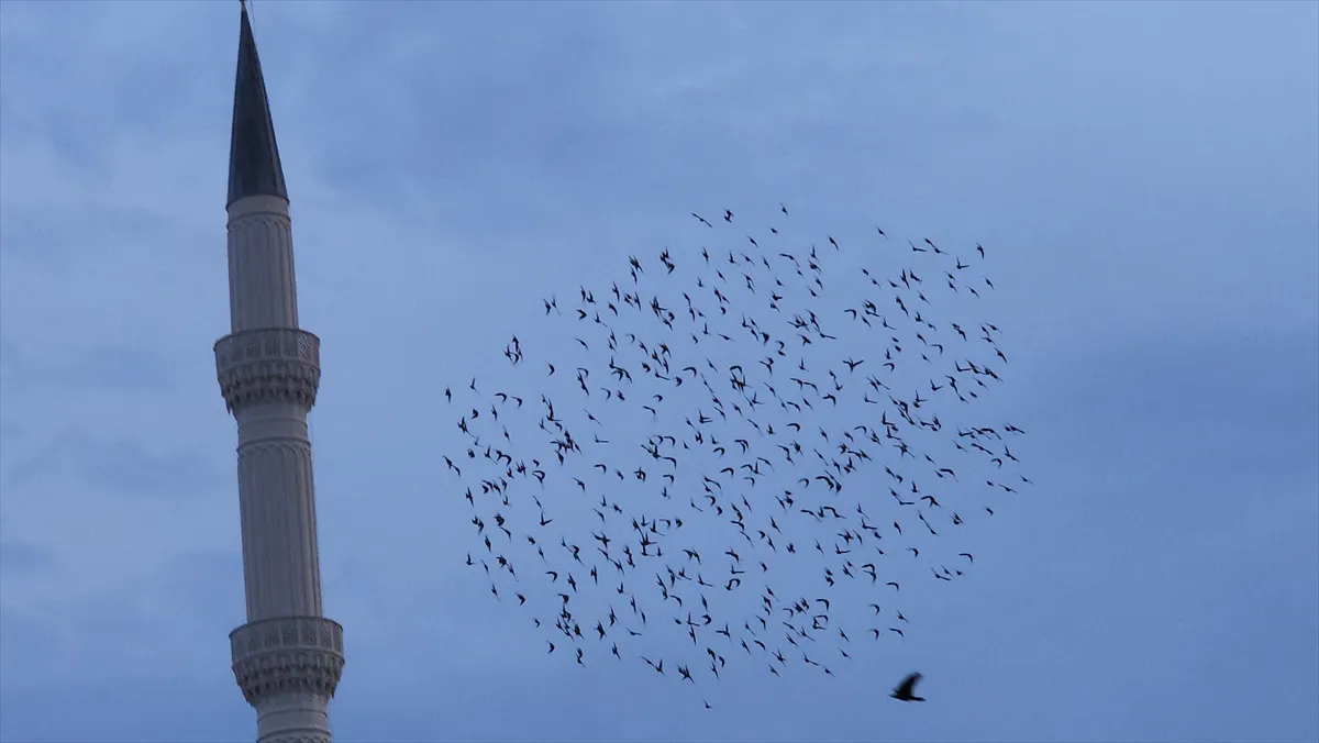 Amasya’da sığırcıkların gökyüzündeki dansı görüntülendi