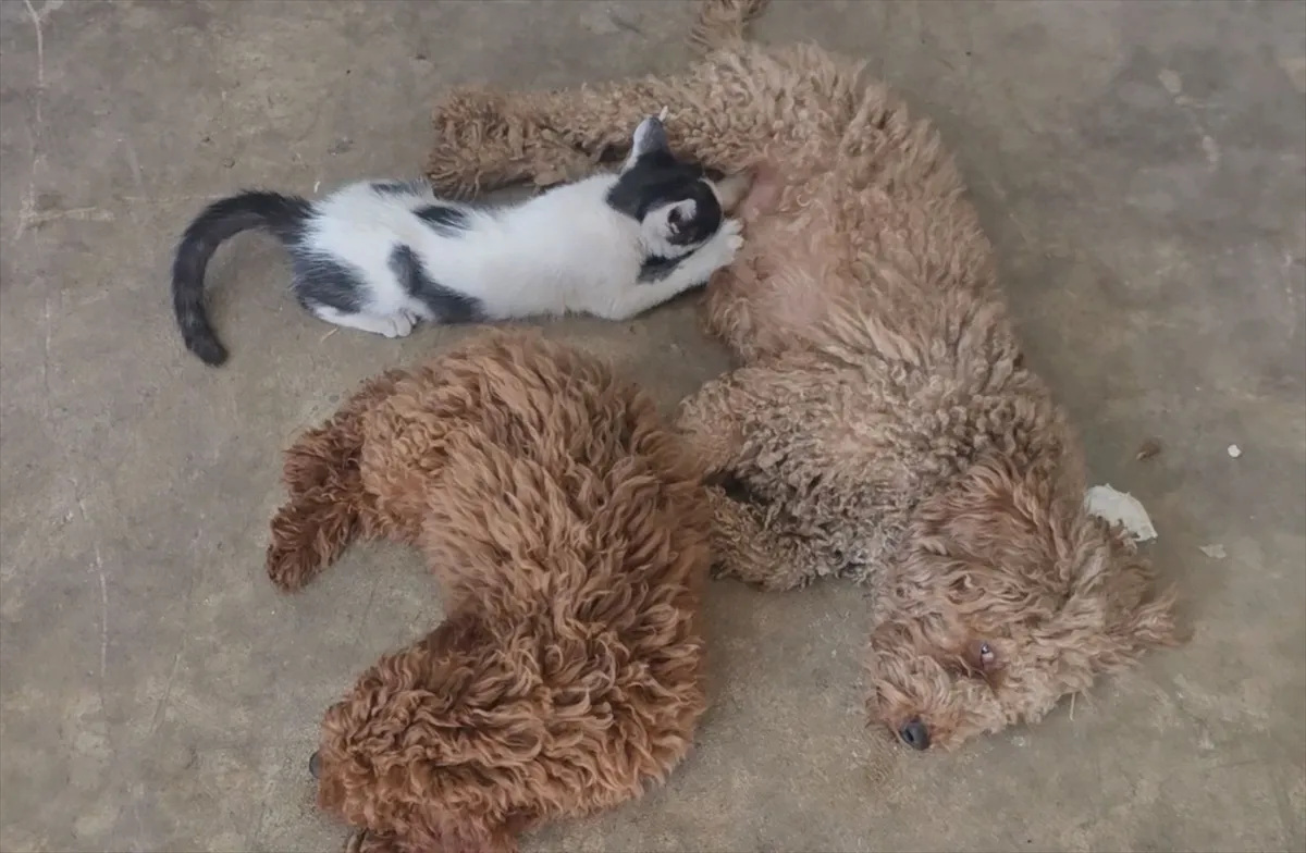 Antalya’da bir köpek annesinin terk ettiği yavru kediyi emziriyor