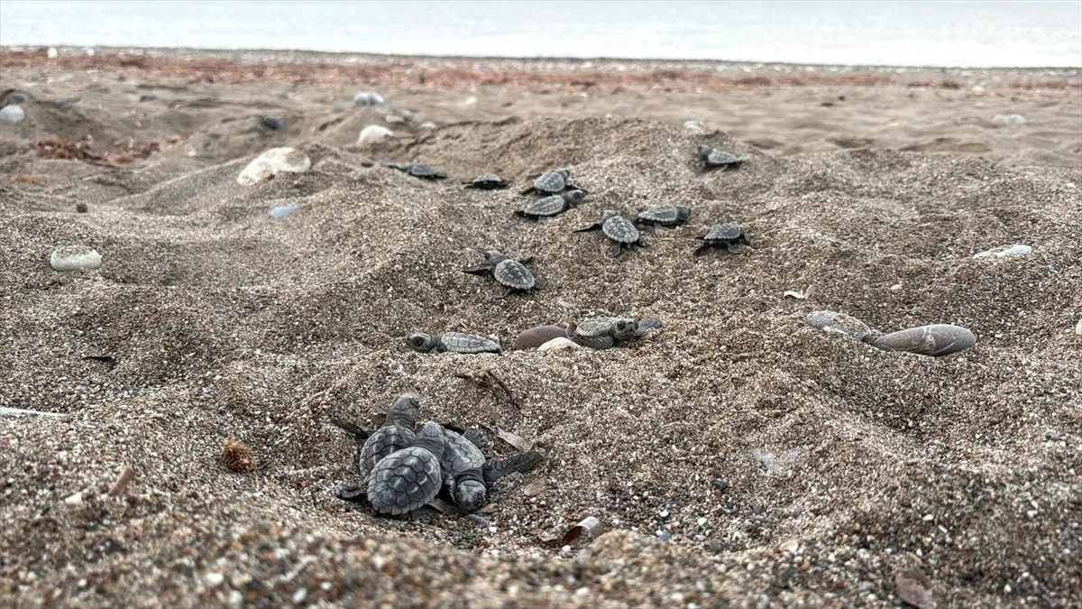 Antalya’daki dört sahilden bu yıl yaklaşık 200 bin caretta caretta yavrusu denize ulaştı Antalya’daki dört sahilden bu yıl yaklaşık 200 bin caretta caretta yavrusu denize ulaştı