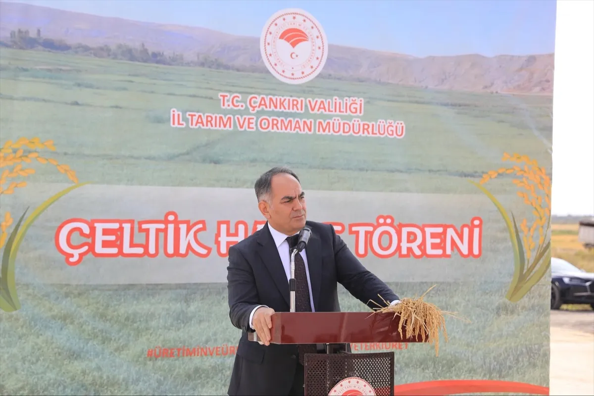 Çankırı’da çeltik hasadı başladı Çankırı’da çeltik hasadı başladı