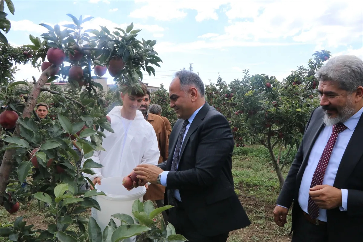 Çankırı’da tarım lisesi öğrencilerinin yetiştirdiği elmaların hasadı başladı Çankırı’da tarım lisesi öğrencilerinin yetiştirdiği elmaların hasadı başladı