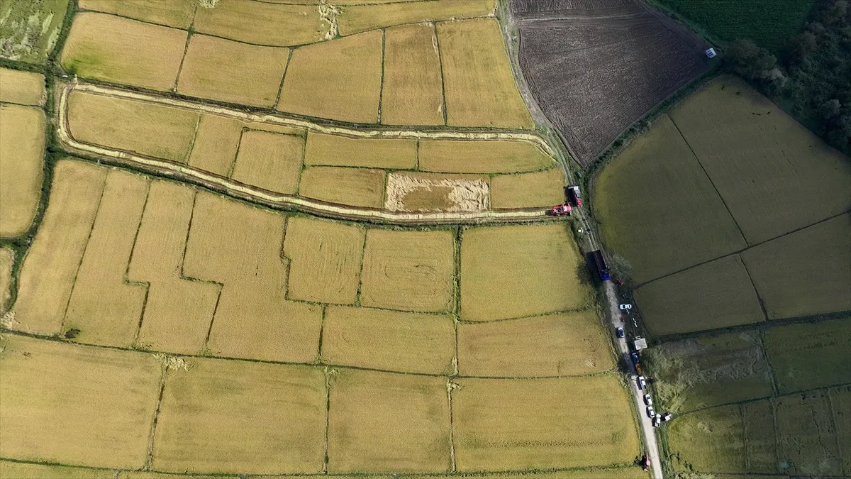 Düzce’de tescilli Konuralp pirincinin hasadı başladı