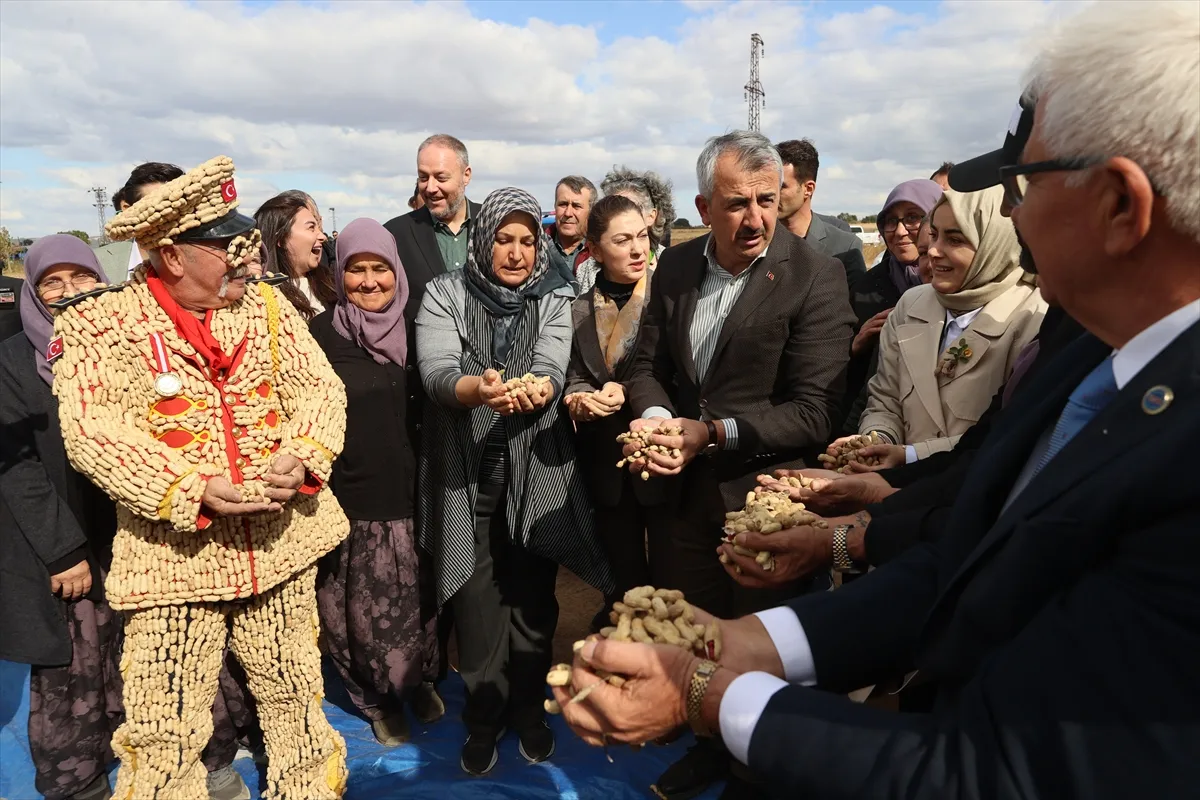 Edirne’de Meriç Alibeyköy Fıstık Hasadı Şenliği düzenlendi Edirne’de Meriç Alibeyköy Fıstık Hasadı Şenliği düzenlendi