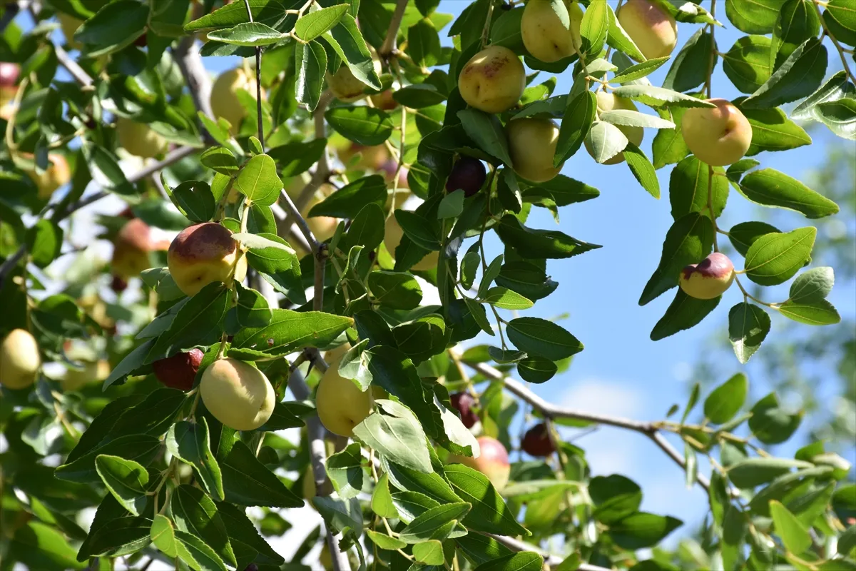 Edirne’de ölümsüzlük meyvesi olarak bilinen hünnap üretimi yaygınlaşıyor