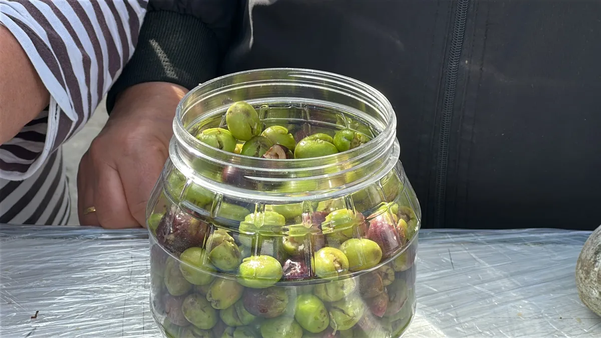 Edremit Körfezi’nde kırma zeytin mesaisi başladı Edremit Körfezi’nde kırma zeytin mesaisi başladı