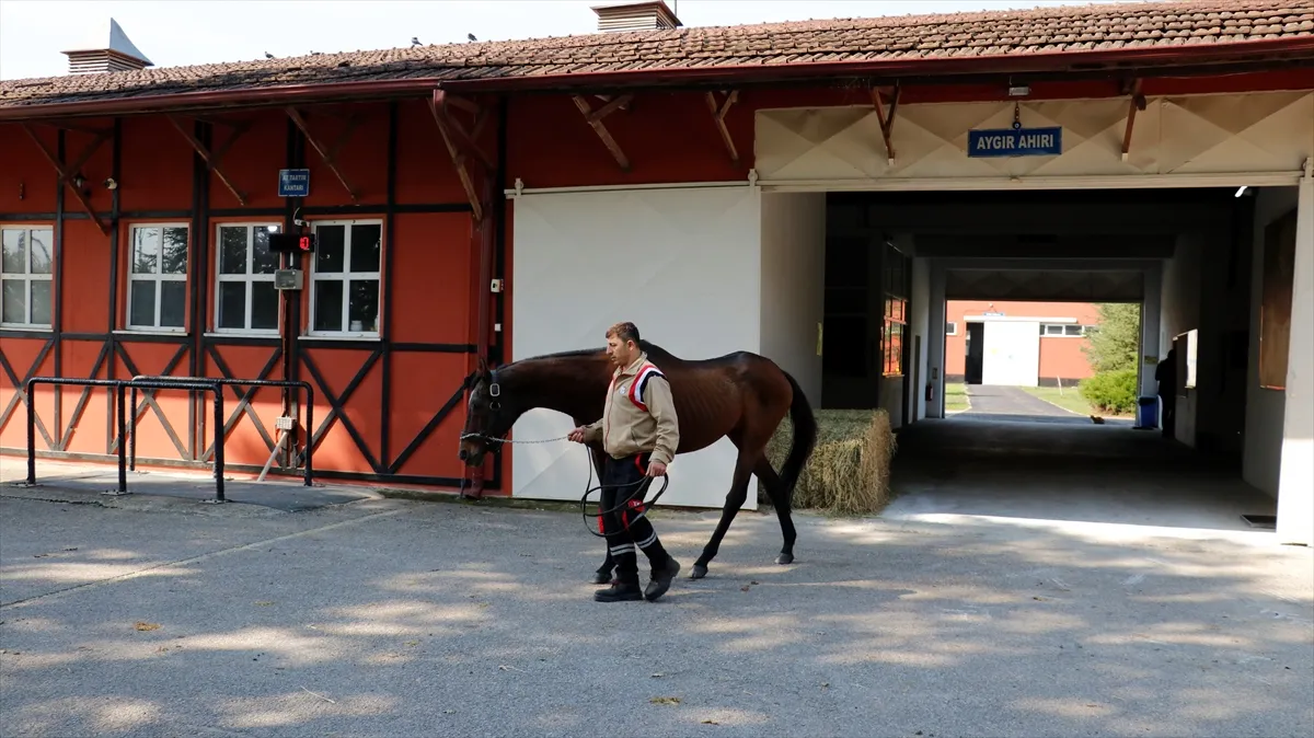 Efsane aygır Victory Gallop, 31 yaşında İzmit’te emeklilikte Efsane aygır Victory Gallop, 31 yaşında İzmit’te emeklilikte