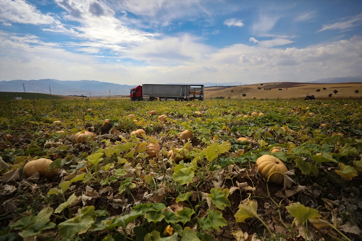 Elazığ’da 20 yıl önce deneme amaçlı ekilen bal kabağı bu yıl ihraç ürünü oldu