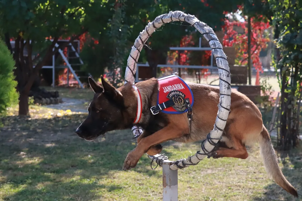 Iğdır’ın bomba arama köpeği Çakıl, Nevşehir’de birinci oldu