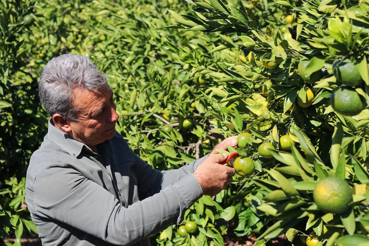 İzmir’de satsuma mandalinanın ihracat yolculuğu başladı İzmir’de satsuma mandalinanın ihracat yolculuğu başladı