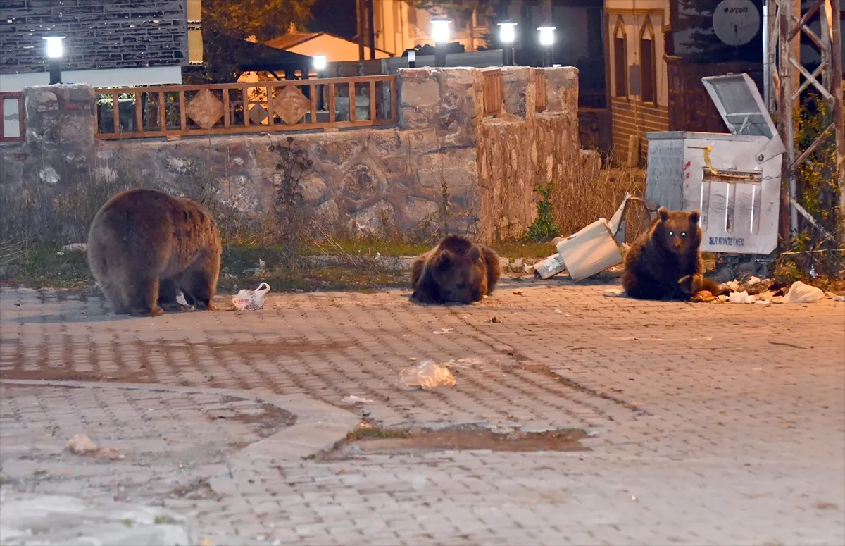 Kars’ta bozayılar yiyecek bulmak için mahalleye indi Kars’ta bozayılar yiyecek bulmak için mahalleye indi