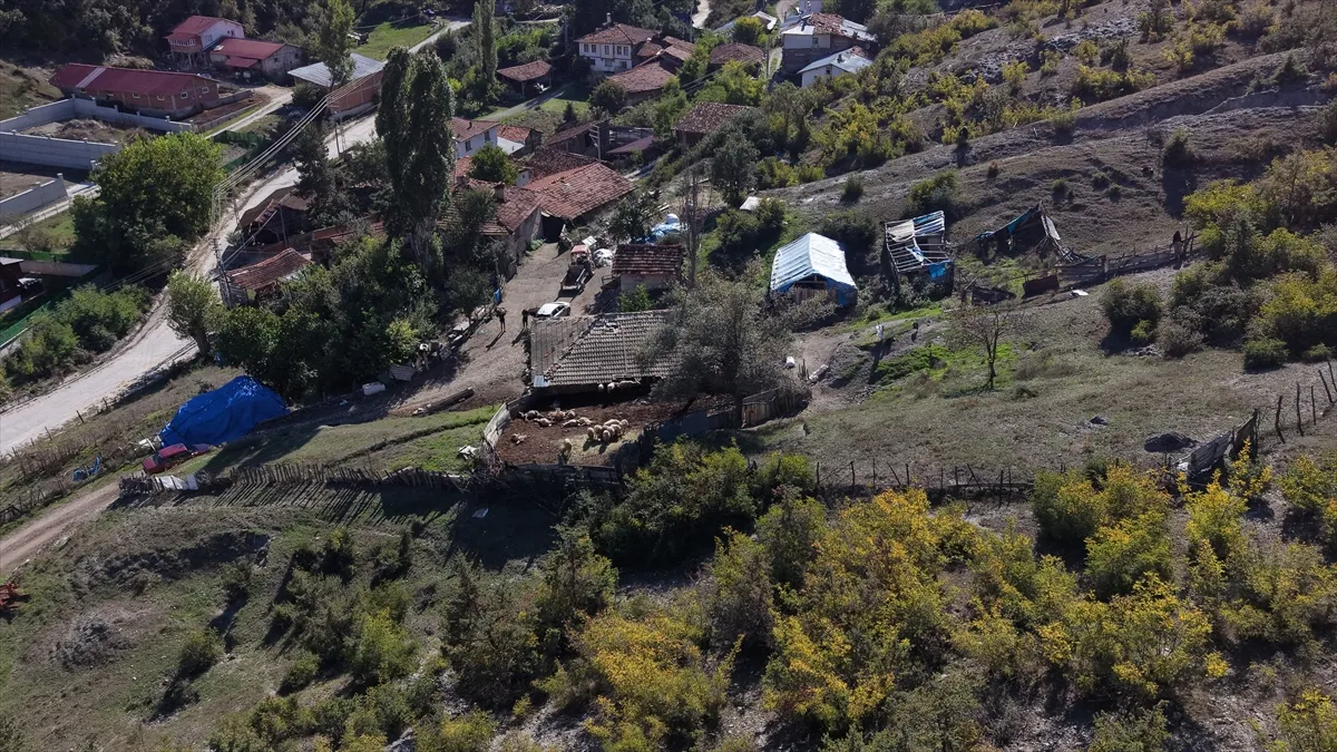 Kastamonu’da ahıra giren kurtlar 18 koyunu telef etti Kastamonu’da ahıra giren kurtlar 18 koyunu telef etti