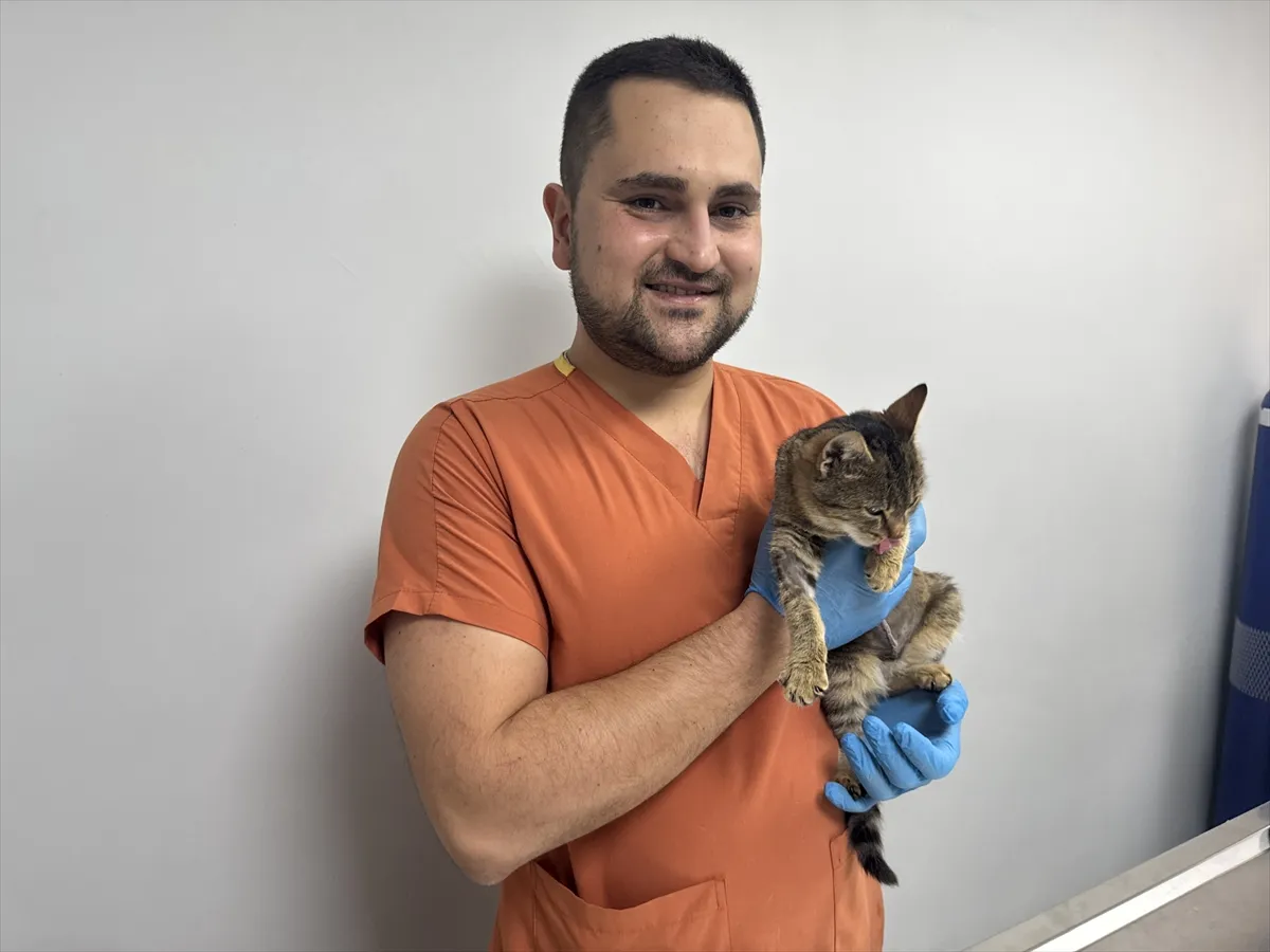 Kedi Ballı diyafram fıtığı ameliyatıyla hayatta kaldı Kedi Ballı diyafram fıtığı ameliyatıyla hayatta kaldı