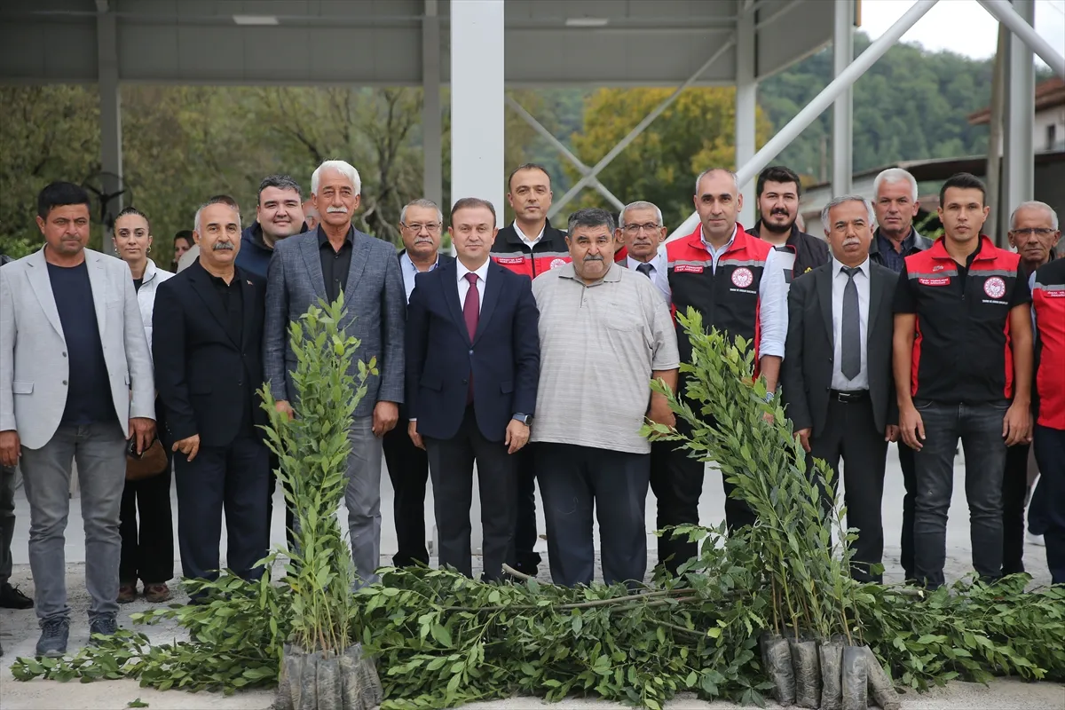 Muğla’da defne üretimi kadın çiftçilerle destekleniyor
