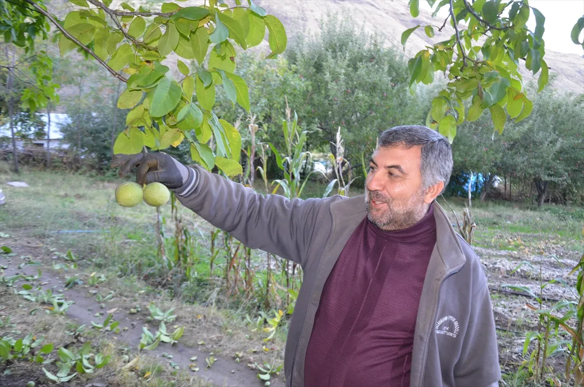 Muş’ta çiftçiler ceviz hasadına başladı Muş’ta çiftçiler ceviz hasadına başladı