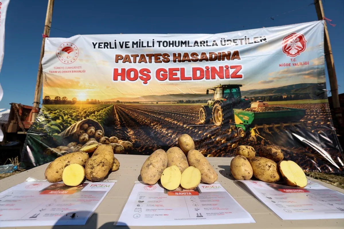 Niğde’de yerli patates çeşitlerinin hasadı yapıldı