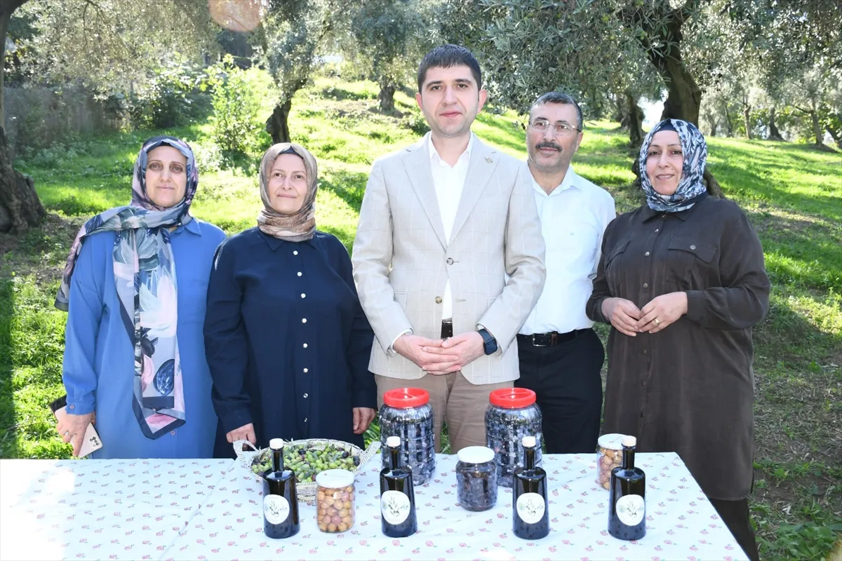 Samsun’da zeytin üretimini artırmak için hasat etkinliği yapıldı Samsun’da zeytin üretimini artırmak için hasat etkinliği yapıldı