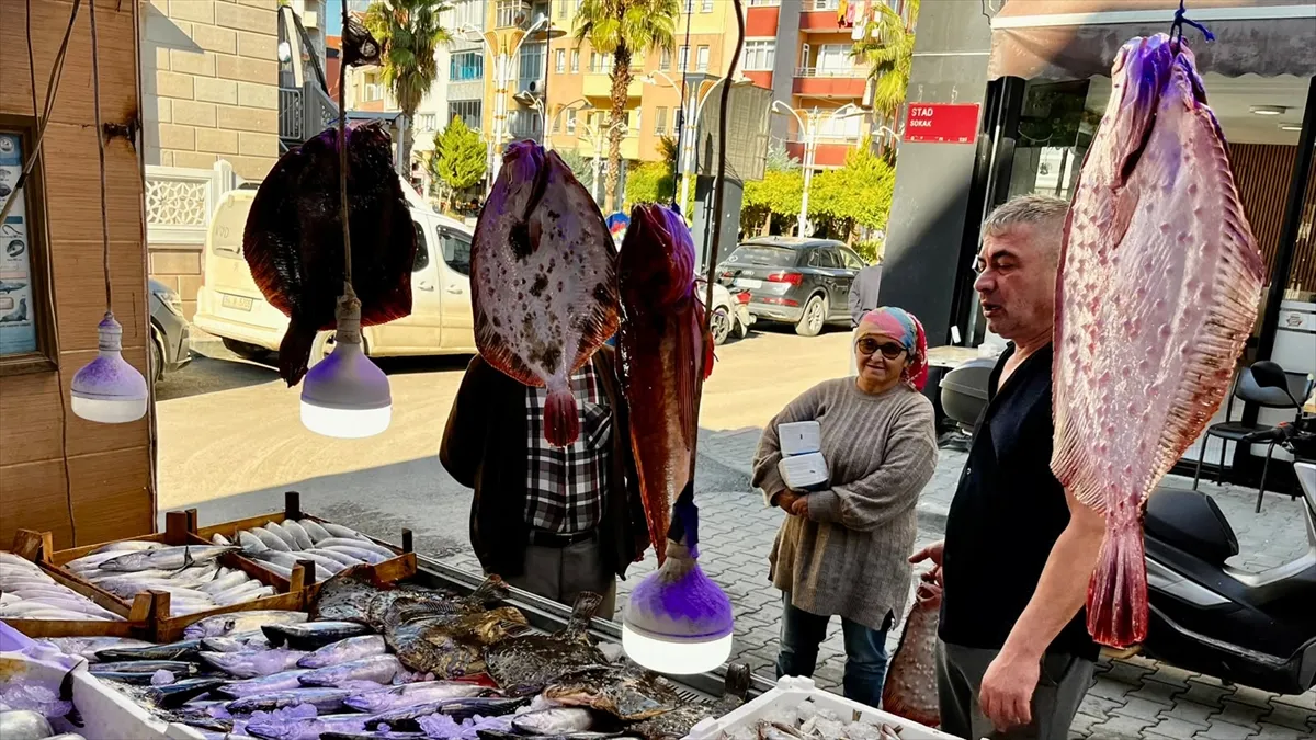 Sinop’ta balıkçı tezgahları bol avlanan kalkanla süslendi