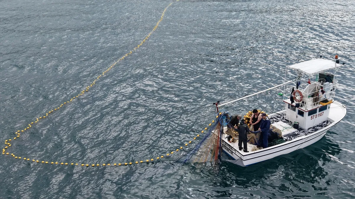 Sinop’ta Karadeniz’de palamut bolluğu yüz güldürüyor Sinop’ta Karadeniz’de palamut bolluğu yüz güldürüyor