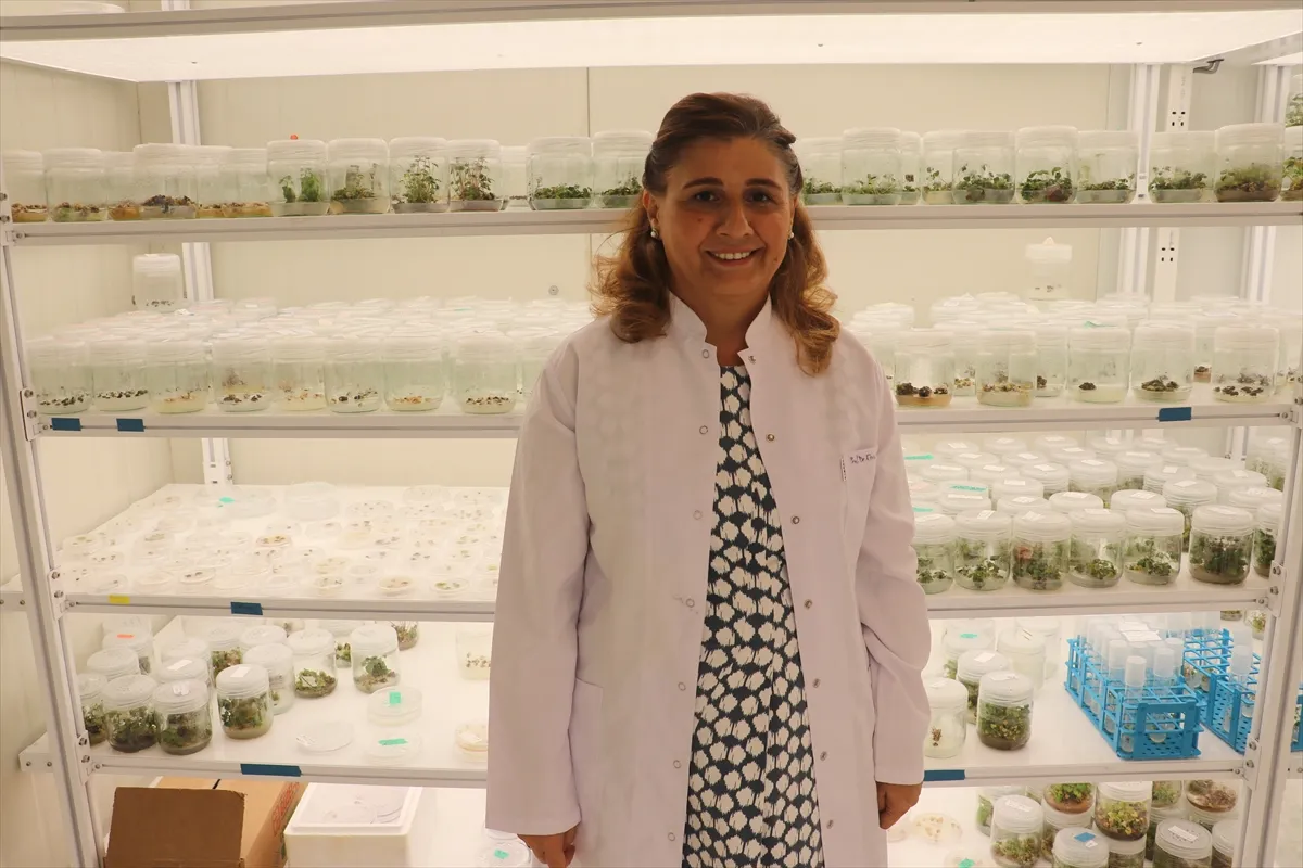 TÜBİTAK destekli projeyle kuraklığa ve hastalığa dayanıklı yeni tohum çeşitleri geliştiriliyor TÜBİTAK destekli projeyle kuraklığa ve hastalığa dayanıklı yeni tohum çeşitleri geliştiriliyor