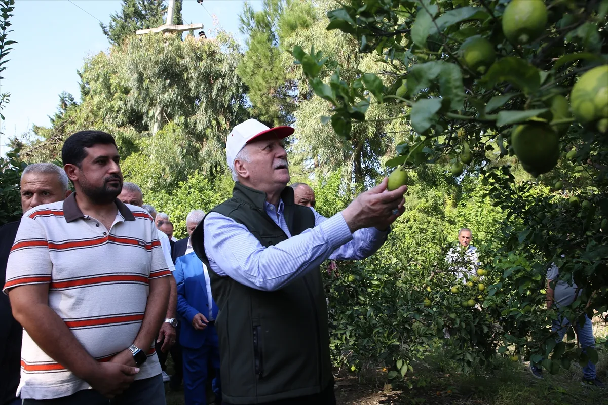 TZOB Başkanı Bayraktar, Arsuz’da narenciye bahçelerini gezdi TZOB Başkanı Bayraktar, Arsuz’da narenciye bahçelerini gezdi