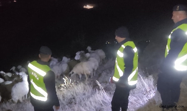 Kayseri’de kaybolan koyunları jandarma buldu Kayseri’de kaybolan koyunları jandarma buldu