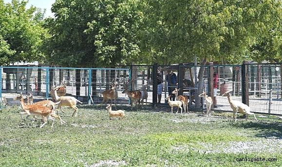 Kayseri’deki hayvanat bahçesini bir yılda 375 bin kişi ziyaret etti Kayseri’deki hayvanat bahçesini bir yılda 375 bin kişi ziyaret etti