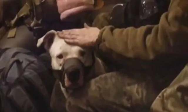 Rusya ile Ukrayna arasındaki son esir değişiminde pitbull da yer aldı Rusya ile Ukrayna arasındaki son esir değişiminde pitbull da yer aldı