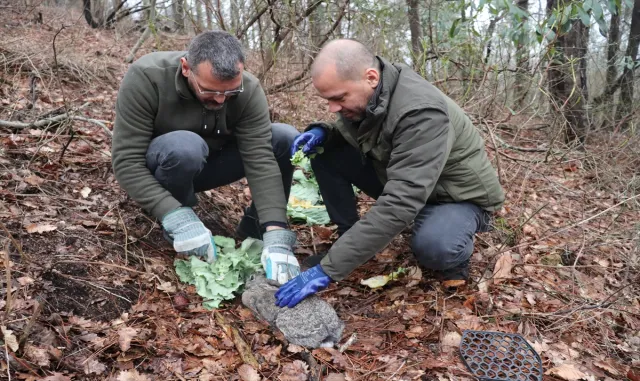 Ordu’da bulunan yaban tavşanı doğaya salındı Ordu’da bulunan yaban tavşanı doğaya salındı