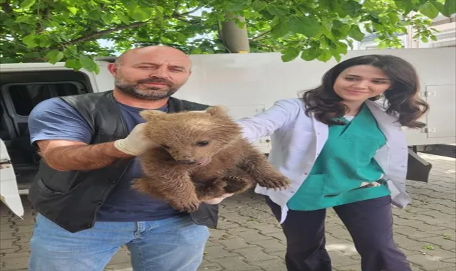 Bursa’da bulunan yavru ayı Doğa Koruma ve Milli Parklar Genel Müdürlüğüne teslim edilecek Bursa’da bulunan yavru ayı Doğa Koruma ve Milli Parklar Genel Müdürlüğüne teslim edilecek