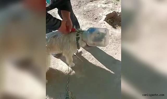 Kayseri’de başı bidona sıkışan köpeği itfaiye kurtardı Kayseri’de başı bidona sıkışan köpeği itfaiye kurtardı