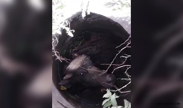 Kayseri’de mantar ararken kuyuya düşmüş manda yavrusu buldular Kayseri’de mantar ararken kuyuya düşmüş manda yavrusu buldular