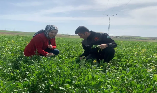 Kırşehir Tarım ve Orman Müdürlüğü ekipleri, ekili arazilerde inceleme yaptı Kırşehir Tarım ve Orman Müdürlüğü ekipleri, ekili arazilerde inceleme yaptı
