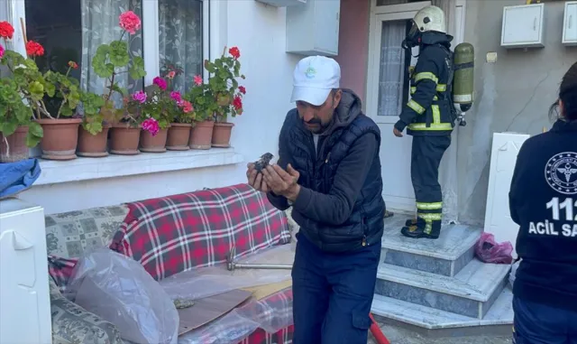 Tekirdağ’da yangın çıkan evin kilerindeki civcivleri kurtarmak için seferber oldular Tekirdağ’da yangın çıkan evin kilerindeki civcivleri kurtarmak için seferber oldular