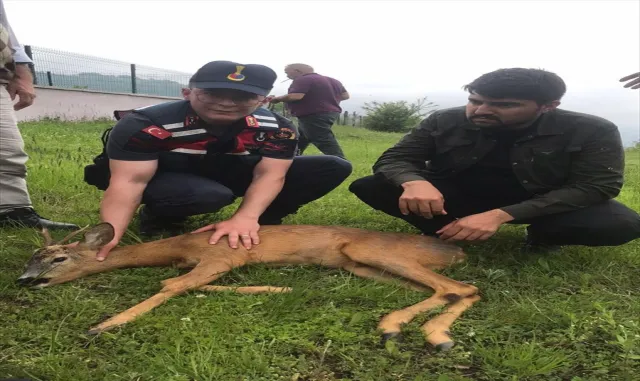 Tokat’ta yaralı karaca koruma altına alındı Tokat’ta yaralı karaca koruma altına alındı