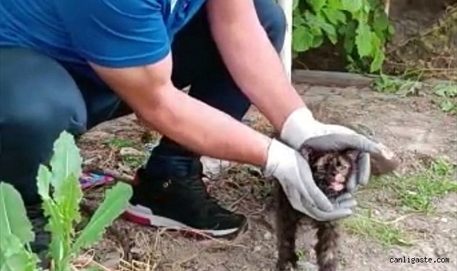Kayseri’de kafası konserve kutusuna sıkışan kedi kurtarıldı Kayseri’de kafası konserve kutusuna sıkışan kedi kurtarıldı