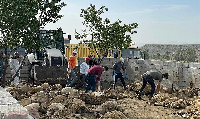 Kayseri’de kurt alarmı! 170 küçükbaş hayvan telef oldu Kayseri’de kurt alarmı! 170 küçükbaş hayvan telef oldu