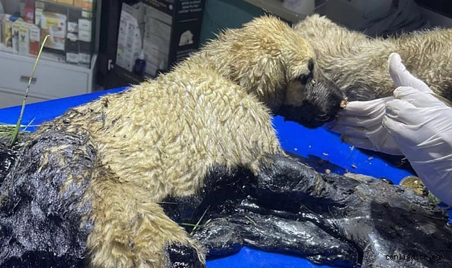 Kayseri’de zifte yapışan köpekler belediye personelince kurtarıldı Kayseri’de zifte yapışan köpekler belediye personelince kurtarıldı