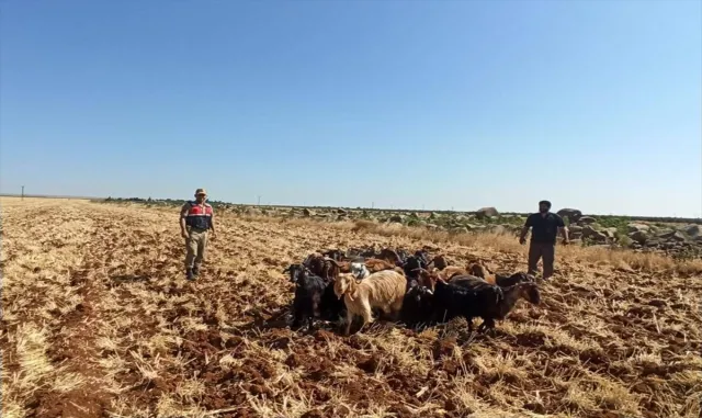 Kilis’te kaybolan küçükbaş hayvanları jandarma buldu Kilis’te kaybolan küçükbaş hayvanları jandarma buldu