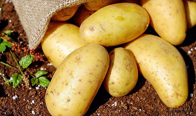 Mayısta fiyatı en fazla artan patates ve bazı yumru bitkiler oldu! Mayısta fiyatı en fazla artan patates ve bazı yumru bitkiler oldu!