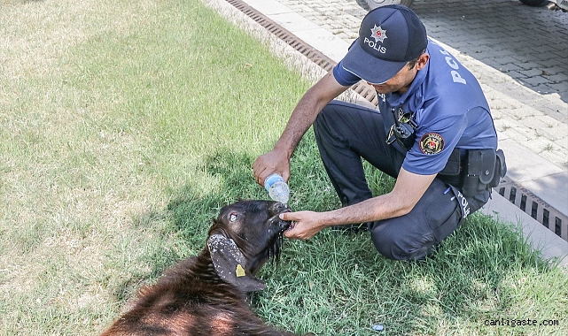 Otomobil, Polis ve Belediyeyi bir kurbanlık keçi aynı karede buluşturdu! Otomobil, Polis ve Belediyeyi bir kurbanlık keçi aynı karede buluşturdu!