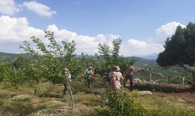Beyşehir’de kadın çiftçiler ipekböceği kozası üretiyor Beyşehir’de kadın çiftçiler ipekböceği kozası üretiyor