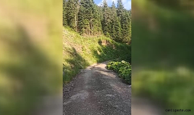 Çankırı’da ormanlık alanda iki ayı cep kamerasıyla kaydedildi Çankırı’da ormanlık alanda iki ayı cep kamerasıyla kaydedildi