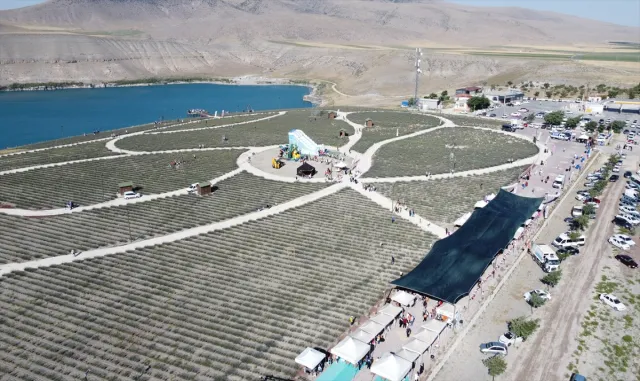 Karapınar’da lavanta festivali düzenlendi Karapınar’da lavanta festivali düzenlendi