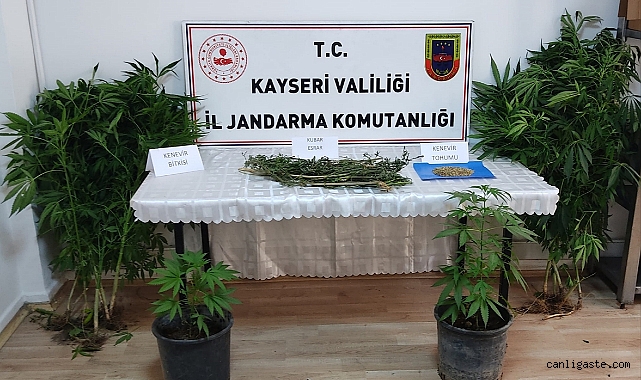 Kayseri Kocasinan’da evinde kenevir yetiştiren şüpheli yakalandı
