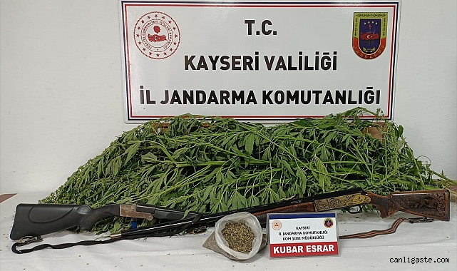 Kayseri’de bahçesinde kenevir yetiştirdi! Şimdi gözaltında Kayseri’de bahçesinde kenevir yetiştirdi! Şimdi gözaltında