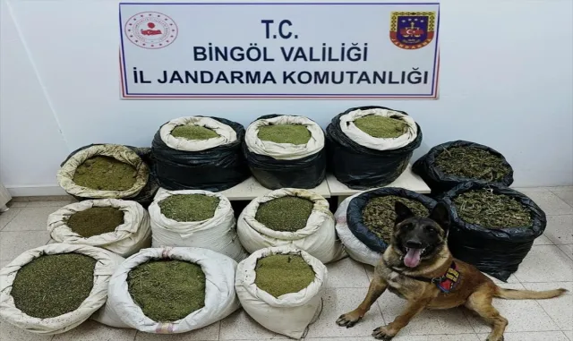 Bingöl’de 3 milyon 325 bin kök Hint keneviri, 194 kilogram esrar ele geçirildi Bingöl’de 3 milyon 325 bin kök Hint keneviri, 194 kilogram esrar ele geçirildi