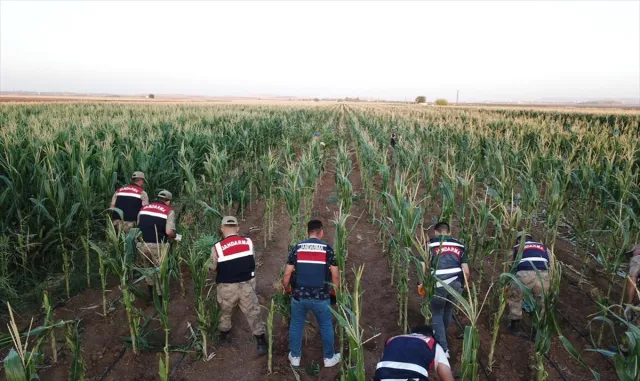 GÜNCELEME - Şanlıurfa’da mısır tarlasında ele geçirilen 160 bin kök Hint keneviri imha edildi GÜNCELEME - Şanlıurfa’da mısır tarlasında ele geçirilen 160 bin kök Hint keneviri imha edildi