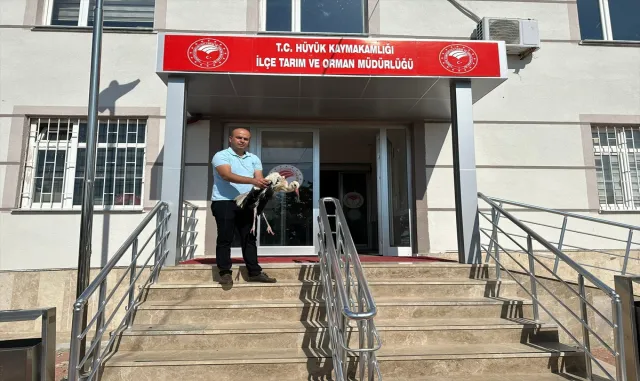 Hüyük’te yaralı halde bulunan leylek tedaviye alındı Hüyük’te yaralı halde bulunan leylek tedaviye alındı