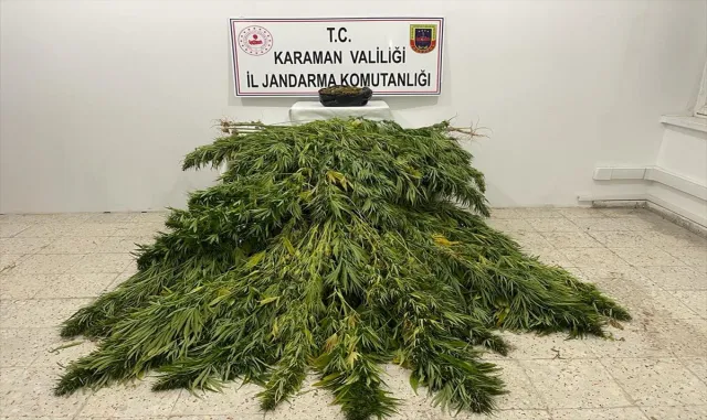Karaman’da mısır tarlasında uyuşturucu yetiştiren 2 şüpheli yakalandı Karaman’da mısır tarlasında uyuşturucu yetiştiren 2 şüpheli yakalandı