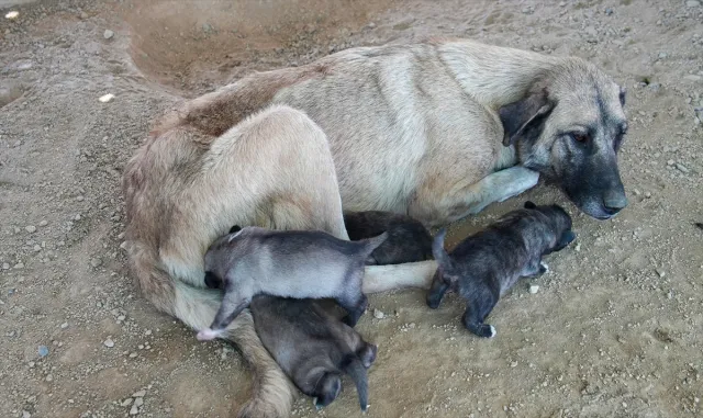 Mersin’de uçurumda mahsur kalan köpek ve 5 yavrusu kurtarıldı Mersin’de uçurumda mahsur kalan köpek ve 5 yavrusu kurtarıldı